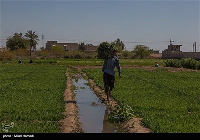 برداشت سبزی و صیفی جات -حمیدیه