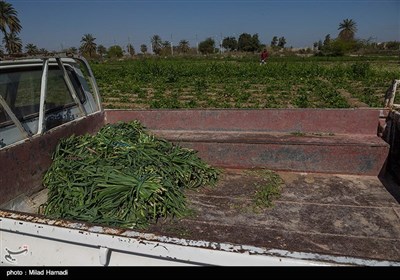 برداشت سبزی و صیفی جات -حمیدیه