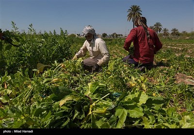 برداشت سبزی و صیفی جات -حمیدیه