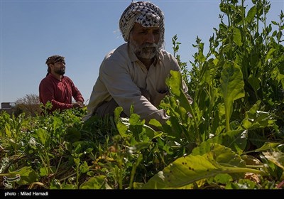 برداشت سبزی و صیفی جات -حمیدیه