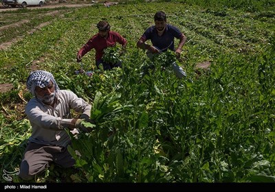 برداشت سبزی و صیفی جات -حمیدیه