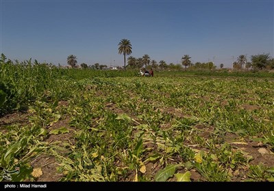 برداشت سبزی و صیفی جات -حمیدیه