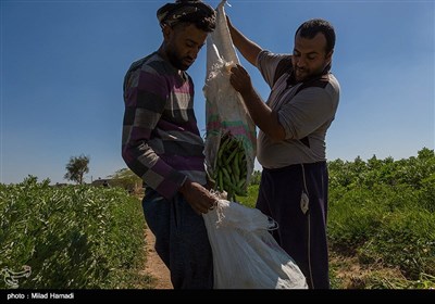 برداشت سبزی و صیفی جات -حمیدیه