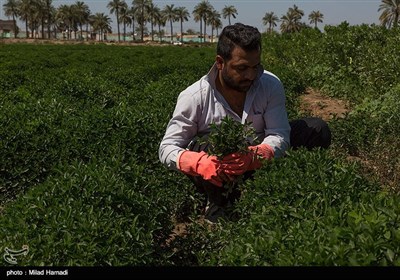 برداشت سبزی و صیفی جات -حمیدیه