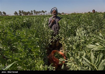 برداشت سبزی و صیفی جات -حمیدیه