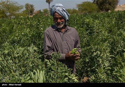 برداشت سبزی و صیفی جات -حمیدیه