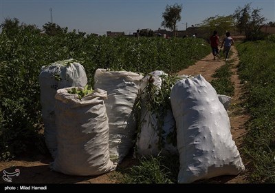 برداشت سبزی و صیفی جات -حمیدیه