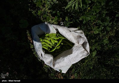 برداشت سبزی و صیفی جات -حمیدیه