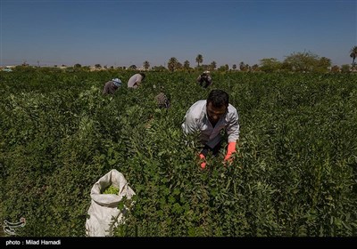 برداشت سبزی و صیفی جات -حمیدیه