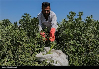 برداشت سبزی و صیفی جات -حمیدیه