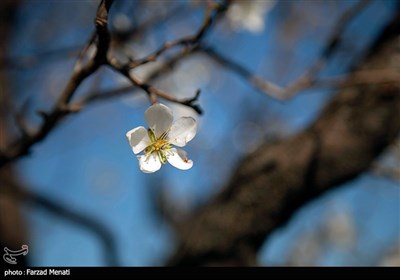 شکوفه های بهاری در کرمانشاه