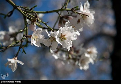 شکوفه های بهاری در کرمانشاه