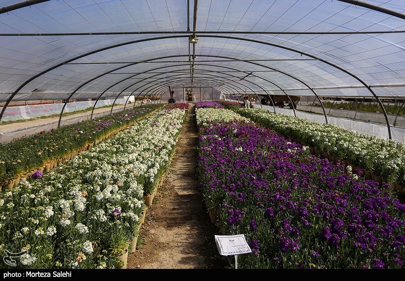 توسعه شهرک‌های گلخانه‌ای مورد توجه مسئولان جهاد کشاورزی قرار گیرد
