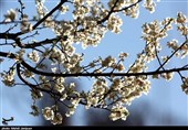 شکوفه‌های بهاری در اصفهان به روایت تصویر