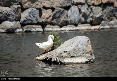 سرزمین مادری / مجموعه تاریخی بیستون