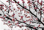 شکوفه‌های برفی در طبیعت بجنورد به روایت تصاویر