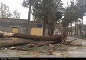 خسارت میلیاردی طوفان به زیرساخت‌ها در استان خراسان جنوبی؛ دسترنج یک ساله کشاورزان بر باد رفت