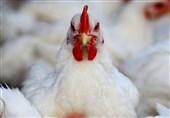 20تن مرغ احتکار در ساری کشف شد/ ممنوعیت فروش مرغ بالاتر از قیمت مصوب
