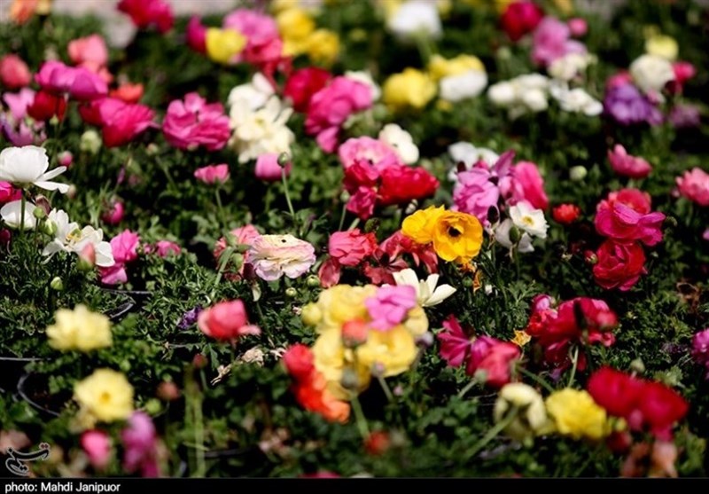 روایت تسنیم از بازار شب عیدِ گل و گیاه در یزد / اینجا عطر نارضایتی حاکم است + فیلم