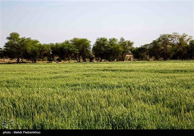 زخم زباله بر تن پارک گمبوعه