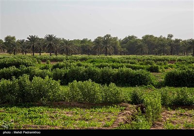 زخم زباله بر تن پارک گمبوعه