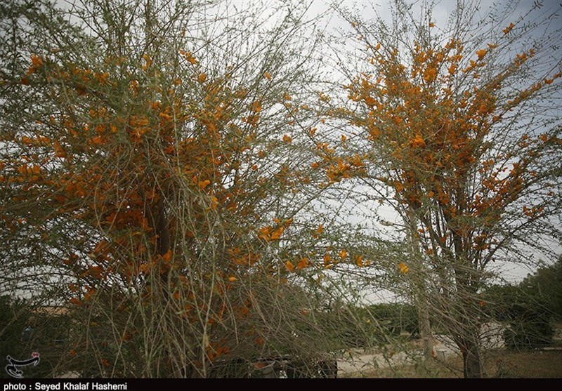 پروژه‌های تحقیقاتی، تولید و کشت گیاهان سازگار با کم‌آبی استان بوشهر اجرا شد + تصاویر
