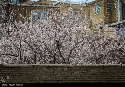 Iran's Beauties in Photos: Spring in Sanandaj