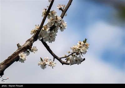 Iran's Beauties in Photos: Spring in Sanandaj