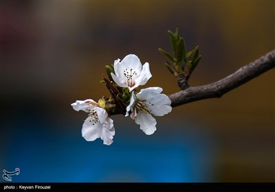 Iran's Beauties in Photos: Spring in Sanandaj