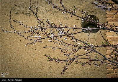 Iran's Beauties in Photos: Spring in Sanandaj