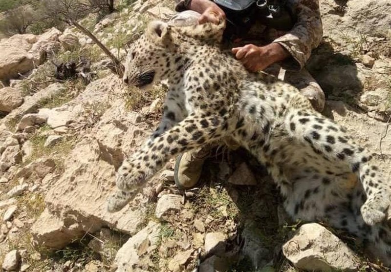 فیلم درگیری پلنگ و جوجه تیغی!