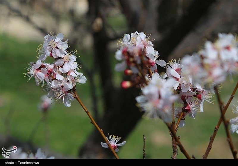 شکوفه‌های بهاری در طبیعت خراسان شمالی به روایت تصاویر