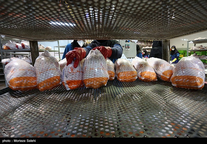 روایت تسنیم از آشفتگی بازار مرغ و تخم مرغ در مازندران / چرا 400 مرغداری سنتی تعطیل شد؟