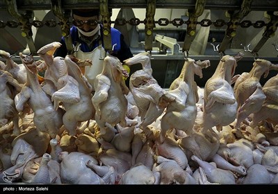  عرضه ۱۴۰۰ تُن مرغ گرم در تهران از امروز 