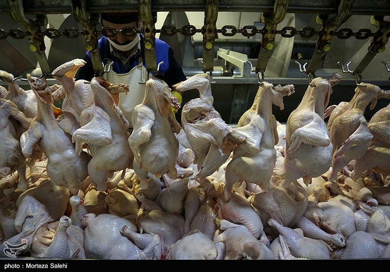 عرضه 1400 تُن مرغ گرم در تهران از امروز