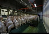 داستان تکراری کمبود و گرانی مرغ در بازار کرمان ادامه دارد/ سوءتدبیر وزارت کشاورزی در تأمین و توزیع به‌موقع نهاده‌ها