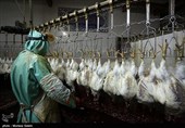 بازار مرغ سیستان و بلوچستان تا پیش ماه رمضان باید به ثبات برسد