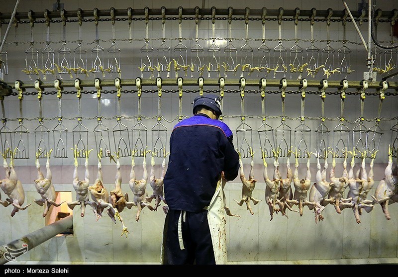 وعده جدید مسئولان استان زنجان در زمینه تأمین گوشت مرغ/ &quot;در ماه رمضان هیچگونه کمبودی نخواهیم داشت&quot;