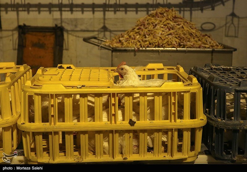 معاون استاندار قزوین: بازار مرغ به سمت ثبات می‌رود