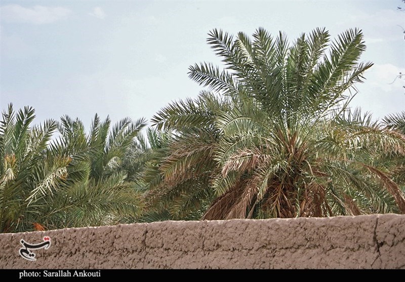 آفتی خاموش در نخلستان‌های استان فارس/ 339 مورد درخت آلوده به سوسک سرخرطومی امحا شد