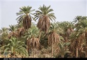 طوایف خوزستان کشت نخل را جایگزین رسم تیراندازی کردند