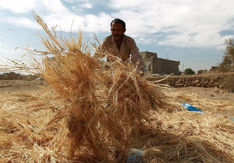 $111bln in Damage Inflicted to Yemen’s Agriculture Sector by Saudi-Led War