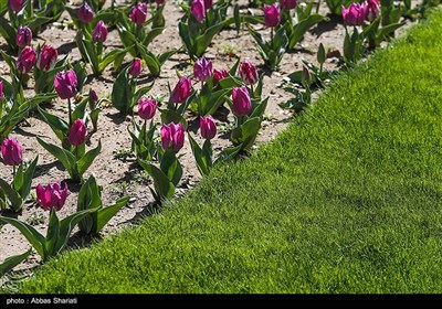 باغ گلها - البرز