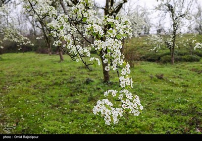 Spring Blooms in Northern Iran Fascinate Travelers