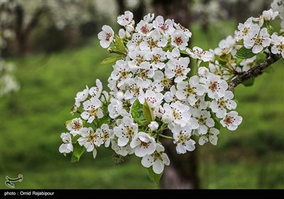 Spring Blooms in Northern Iran Fascinate Travelers