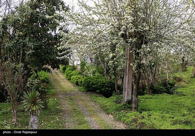 Spring Blooms in Northern Iran Fascinate Travelers