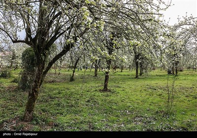 Spring Blooms in Northern Iran Fascinate Travelers