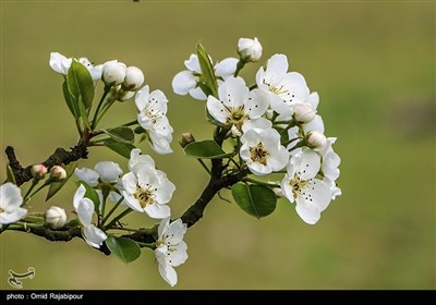 Spring Blooms in Northern Iran Fascinate Travelers