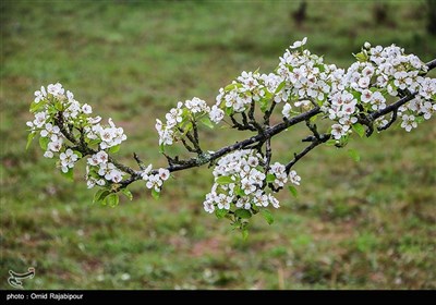 Spring Blooms in Northern Iran Fascinate Travelers