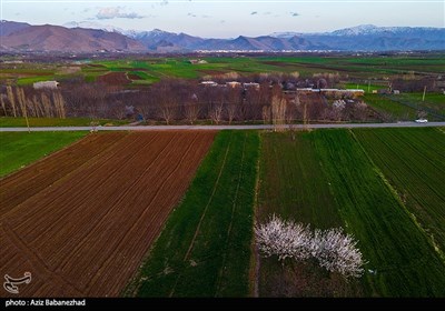 شکوفه های بهاری لرستان